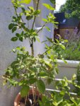 20190630_095755_compress92.jpg