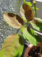 20190630_095809_compress90.webp