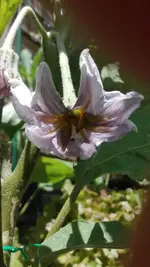 Auberginenblüte Hallasan Jejan.webp