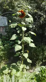 Sonnenblume groß.webp