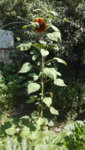 Sonnenblume groß.jpg