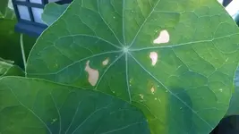 kranke Kapuzinerkresse1.webp