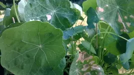 kranke Kapuzinerkresse2.webp