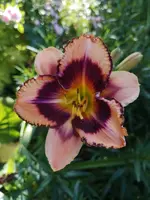 IMG_20190630_101150.webp