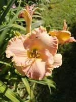 IMG_20190630_101255.jpg