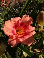 IMG_20190630_101330.webp