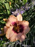 IMG_20190630_101347.jpg