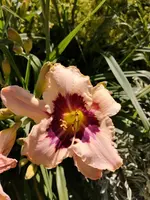 IMG_20190630_101419.webp