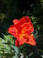IMG_20190630_140533.jpg