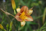 DSC07929.JPG