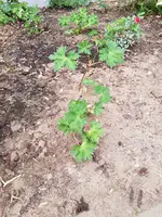 20190701_055242_resized.webp