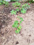 20190701_055242_resized.jpg