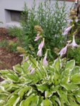 20190701_055324_resized.jpg