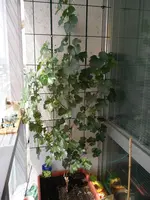 IMG_20190701_132759.webp