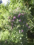 BILD1251.JPG