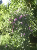 BILD1251.webp