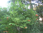 BILD1254.JPG