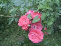 BILD1259.webp