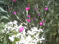 BILD1260.webp