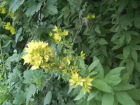 BILD1262.webp