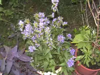BILD1270.webp