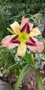 IMG-20190701-WA0000.webp