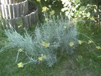 BILD1250.webp