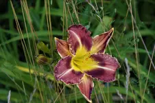 DSC07941.webp