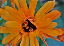 fürKiaOra22019.webp