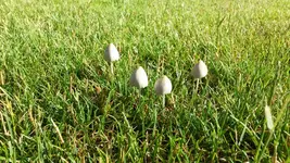 Pilze_3.webp