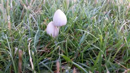 Pilze_4.webp