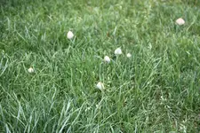 Pilze_6.webp