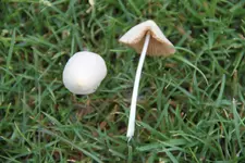 Pilze_9.webp