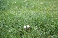 Pilze_11.webp