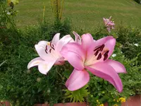 1562062886384293166552.webp