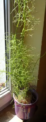 SAM_1027.webp