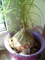 SAM_1028.webp