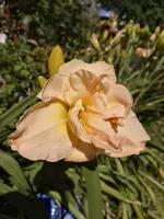 IMG_20190702_165309.webp