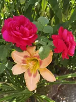 IMG_20190702_165614.webp