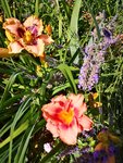 IMG_20190702_165800.jpg