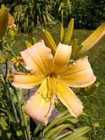 1562149566638777203267.webp