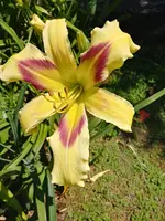 15621496348971529407281.webp