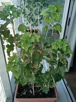 Johannisbeere_Vorne_Sonne.webp