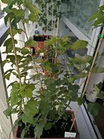 ohannisbeere_Hinten1.webp