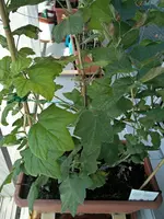 ohannisbeere_Hinten2.webp