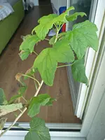 ohannisbeere_Hinten3.webp