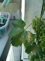 Weinrebe_braunesBlatt.webp