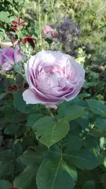 IMG_20190613_163803.webp