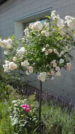 IMG_20190613_163749.webp