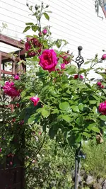 IMG_20190613_163228.webp